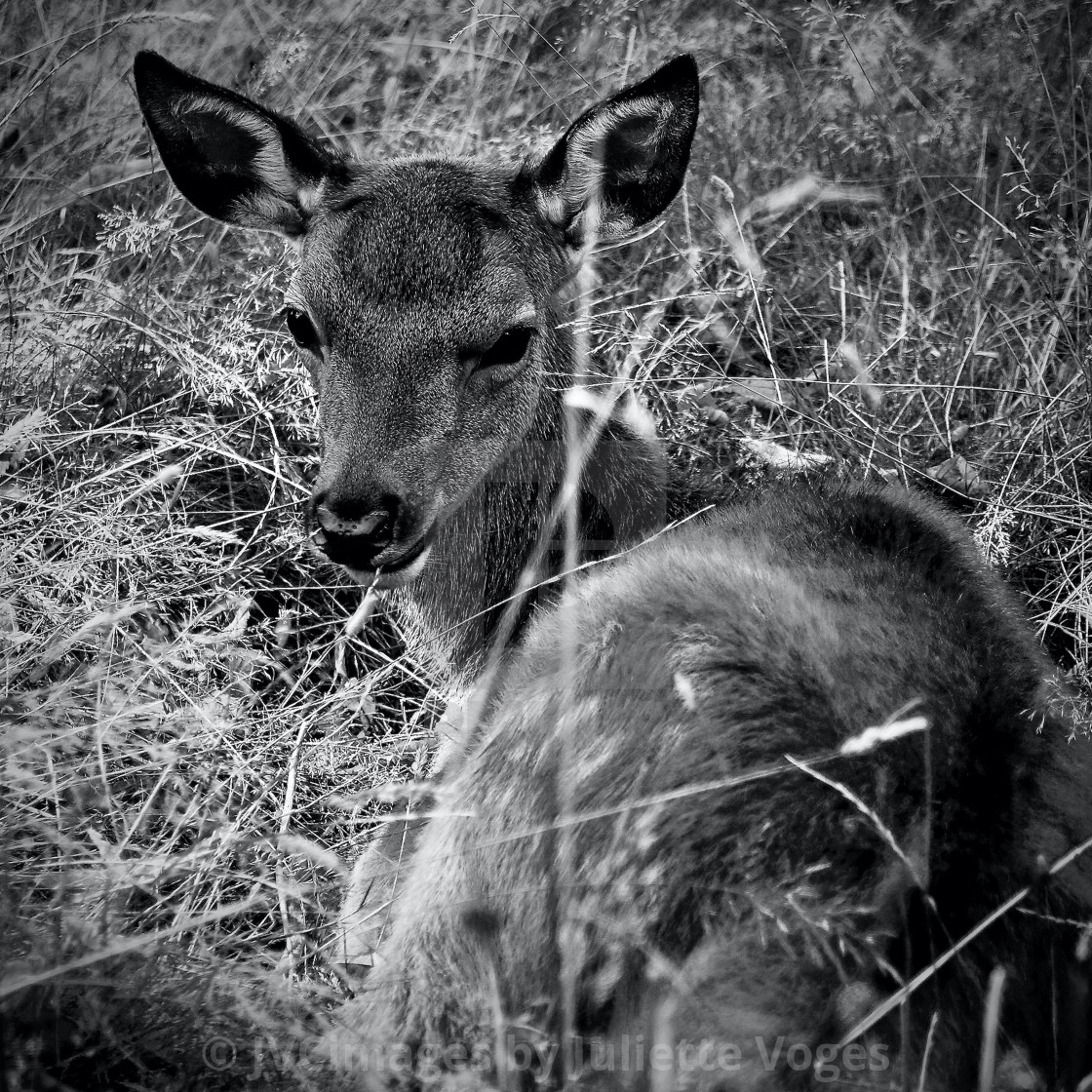 "Young Deer Lying Down" by JVCimages by Juliette Voges - £10.00 "Young Deer Lying Down" stock image