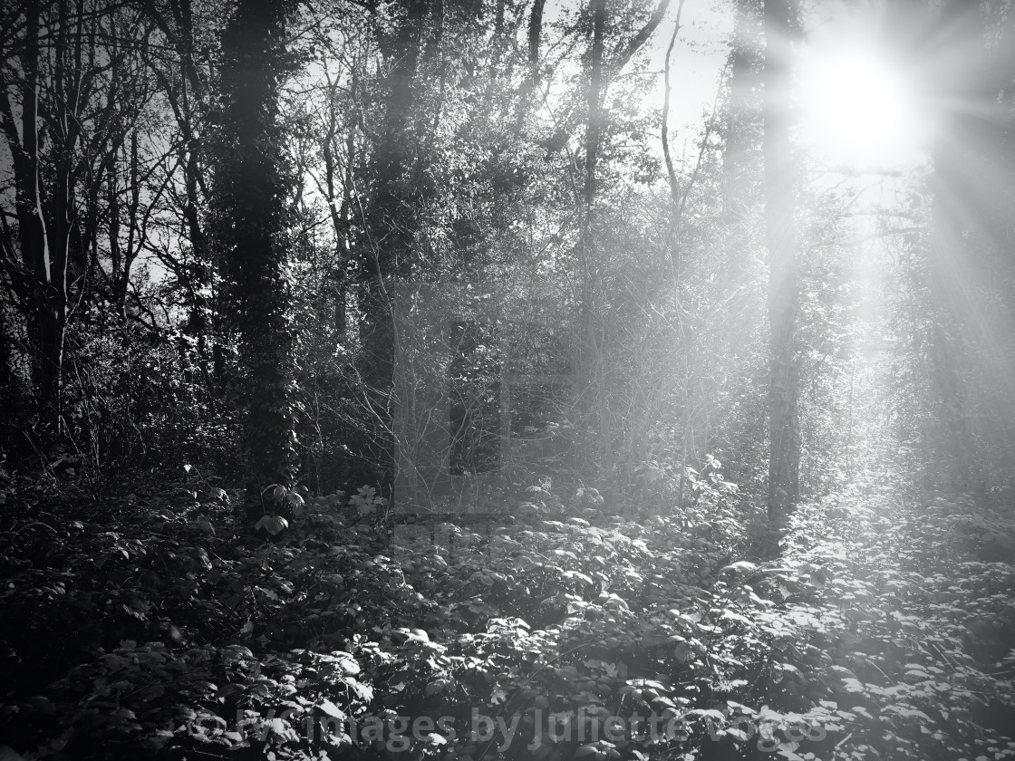 "Sunrays Through Wooded Area" stock image