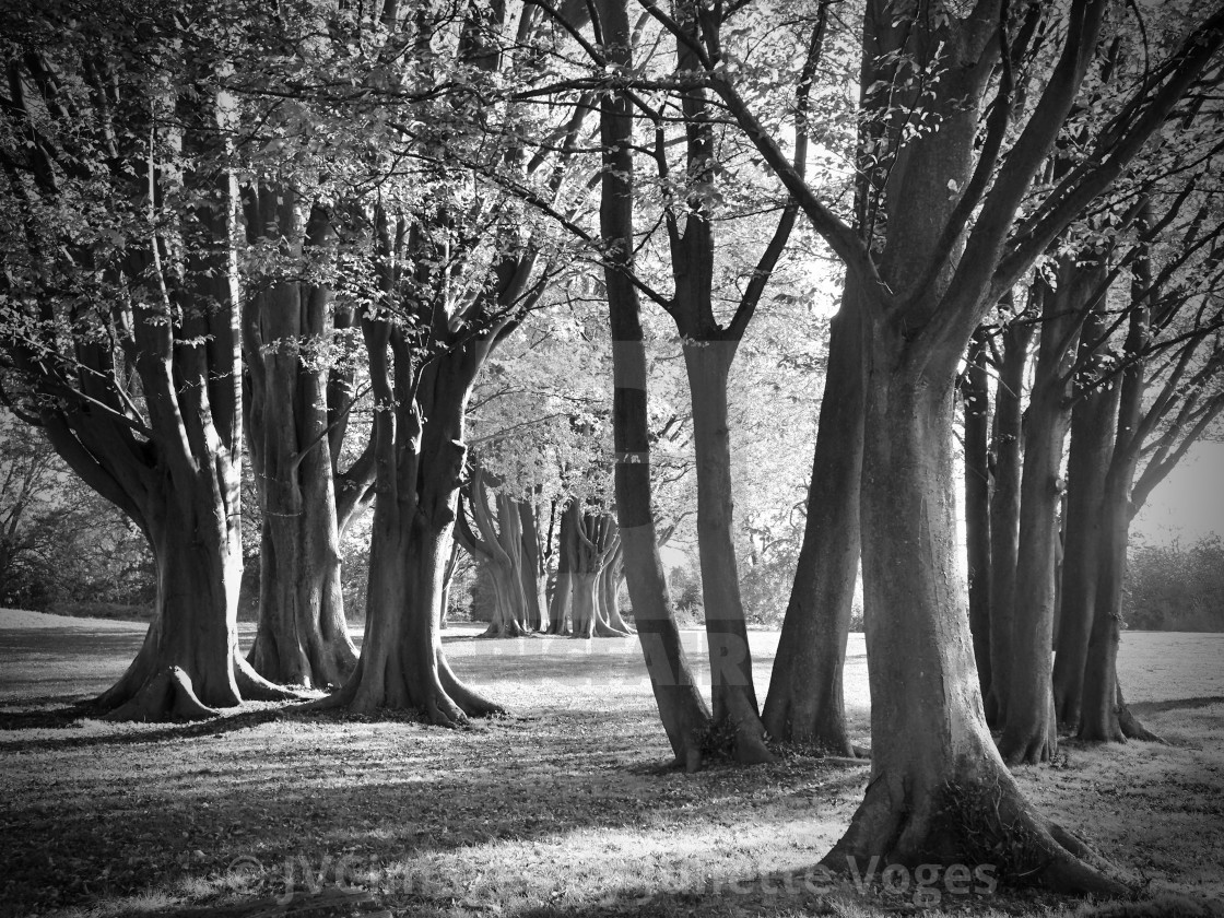 "Trees In Parkland" stock image