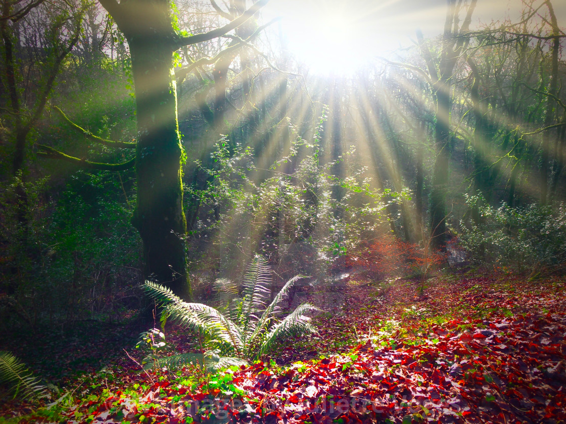 "Sunlit Woodland" stock image