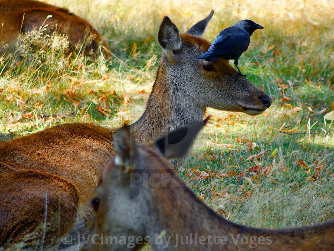 "Deer At Bushy Park" stock image