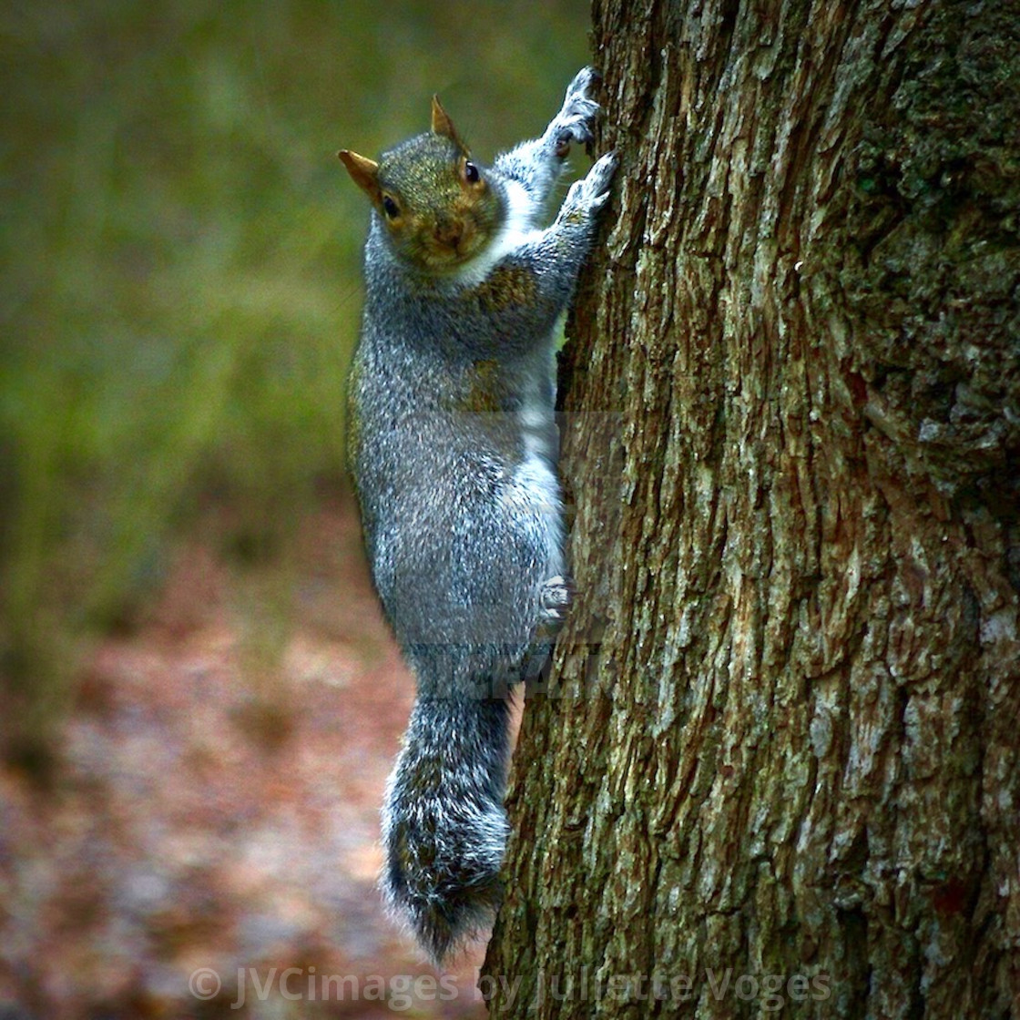 "Squirrel Climbing A Tree" stock image