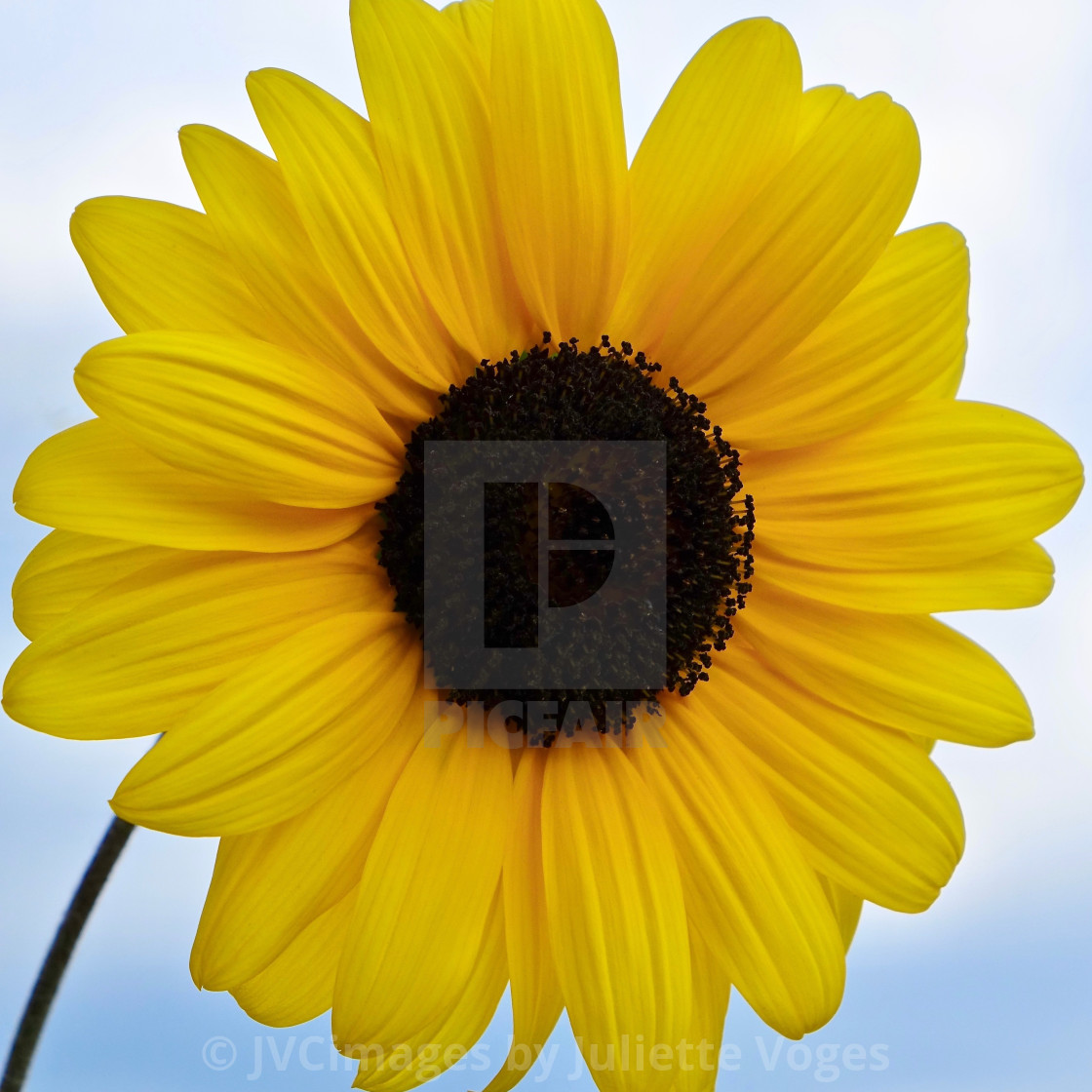 "Big Yellow Sunflower-Helianthus" stock image