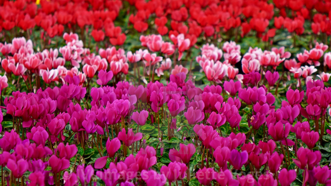 "Rows Of Cyclamen - Hederifolium" stock image