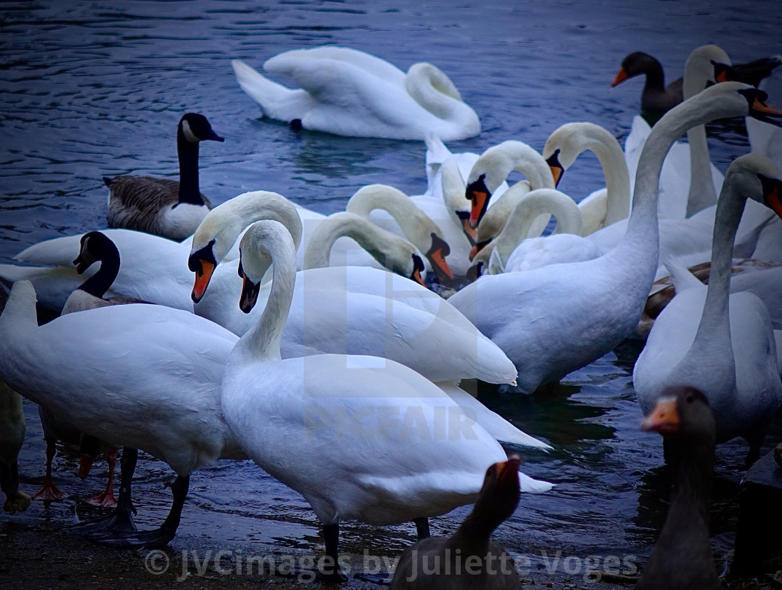 "Swans On The Thames" stock image