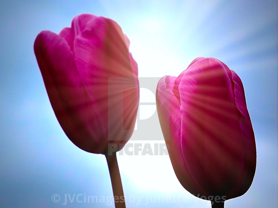 "Pink Tulips With Sunrays" stock image