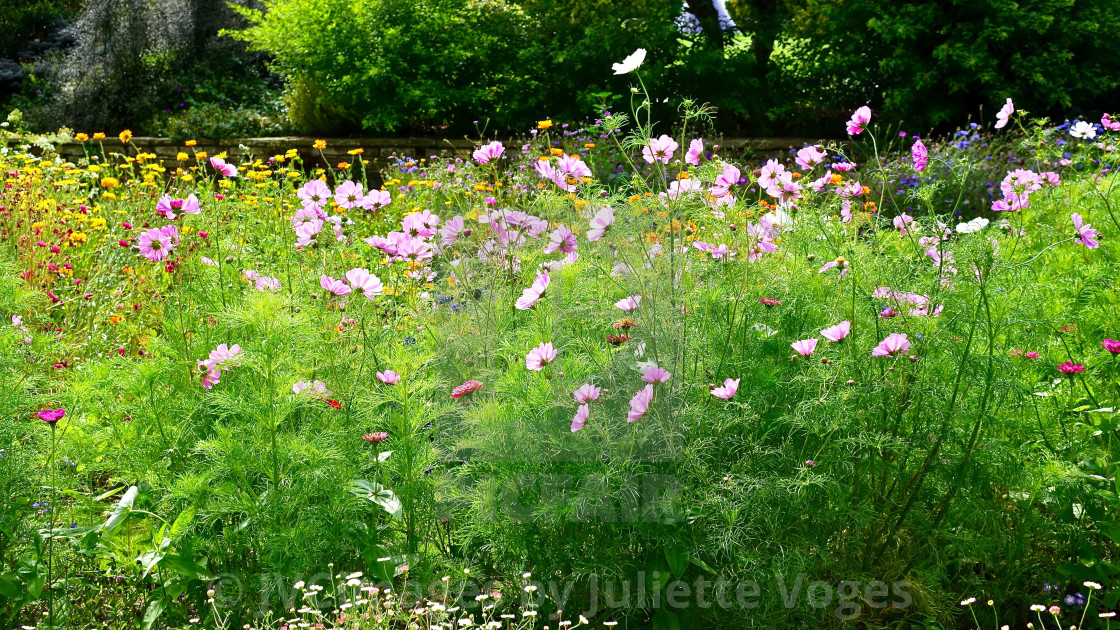 "Pink Meadow Flowers-Cosmos" stock image