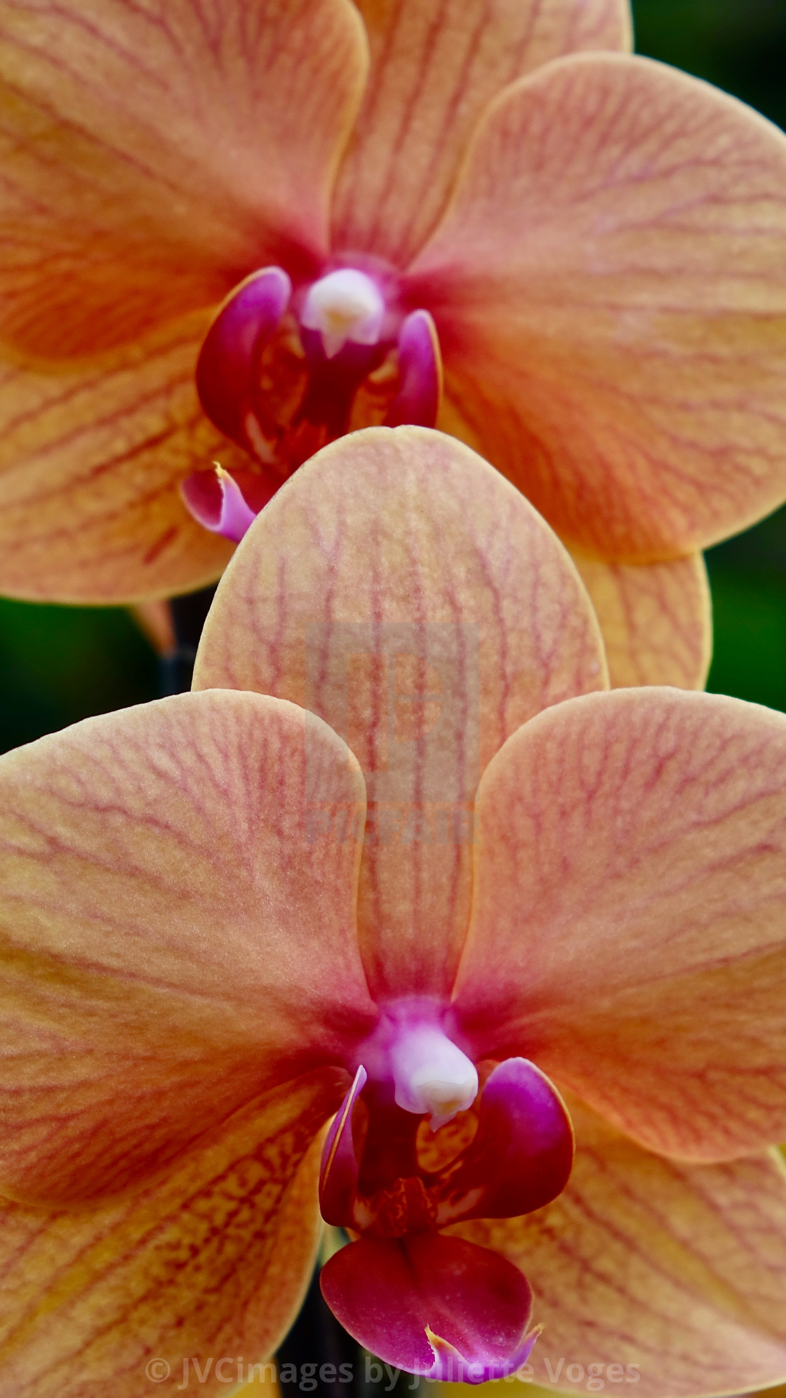 "Peach Orchid Flower Heads" stock image