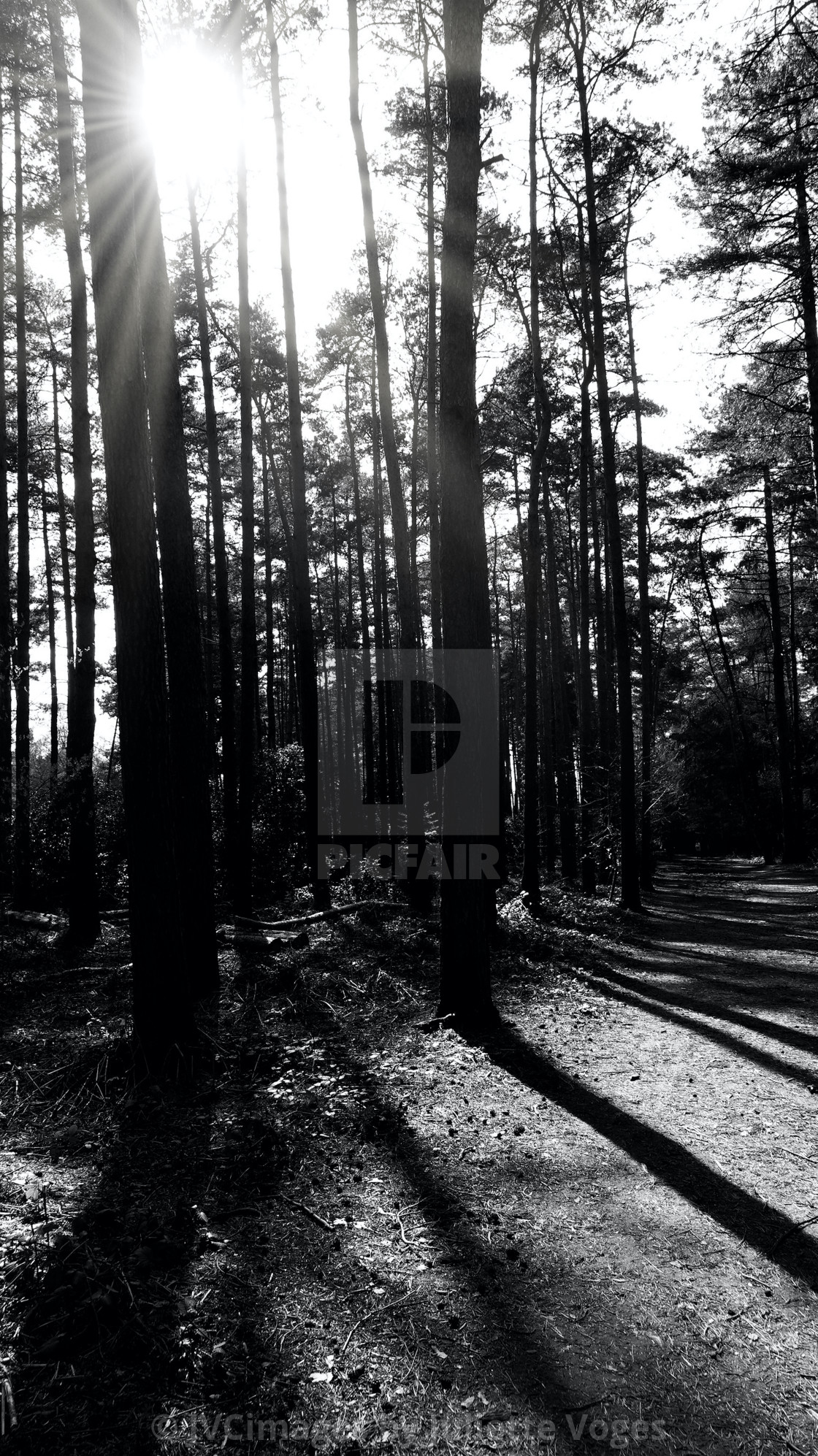 "Tall Trees Casting Shadows From The Sun" stock image