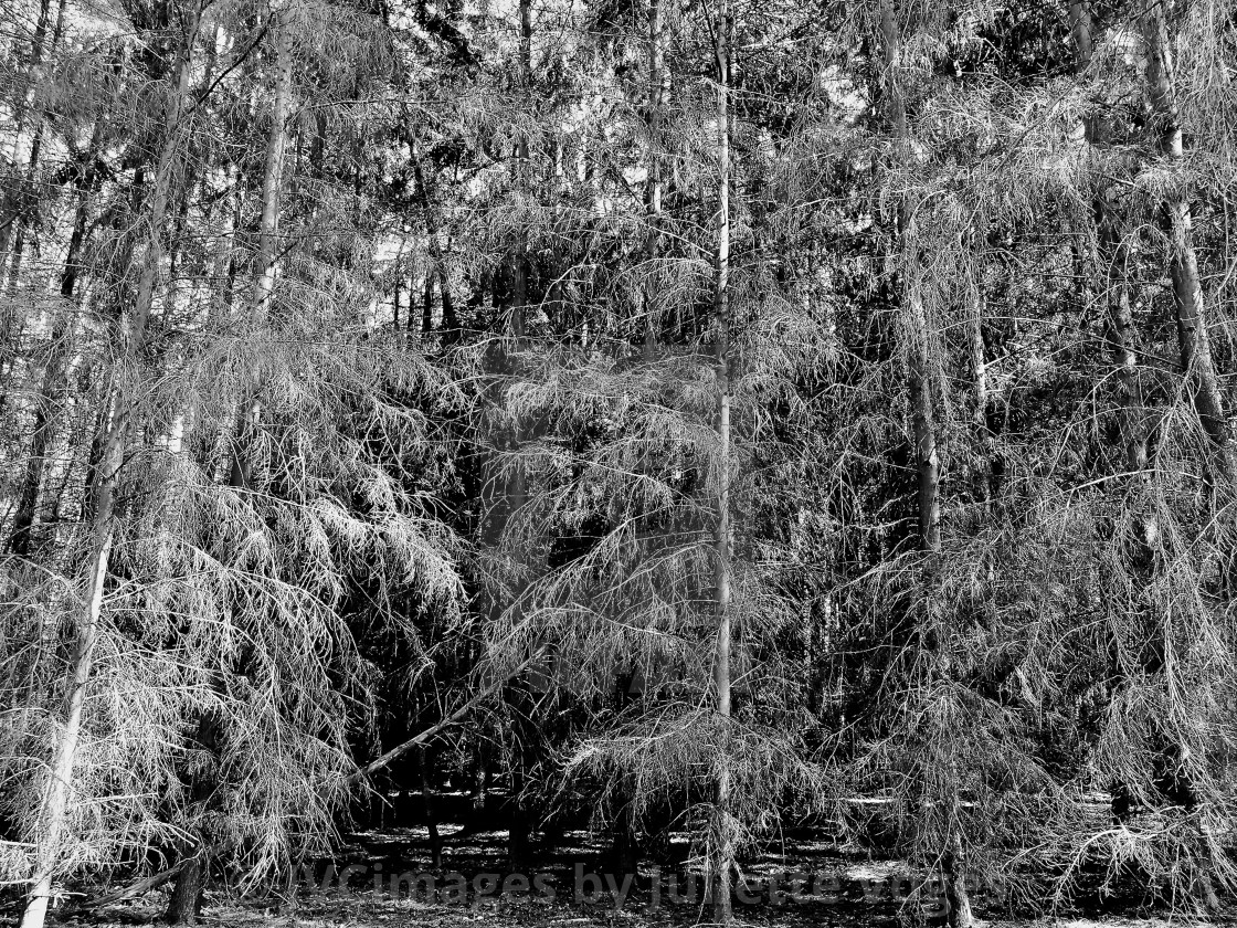 "Wispy Trees" stock image