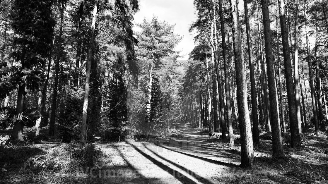 "Pathway Through The Trees" stock image