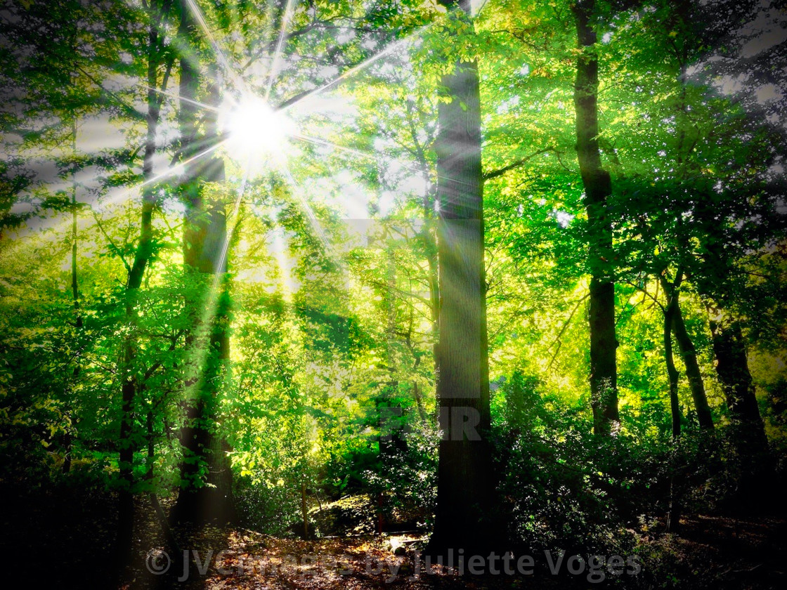 "Sunburst Through Green Trees" stock image