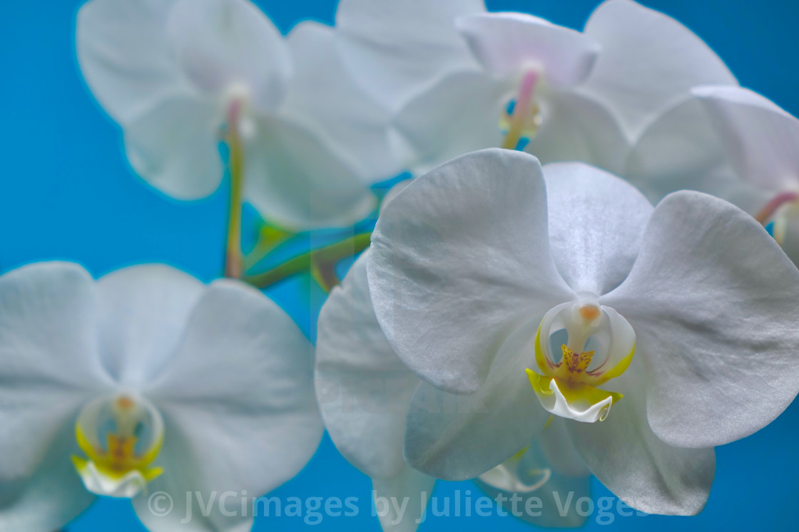 "White Orchid Flower Heads" stock image