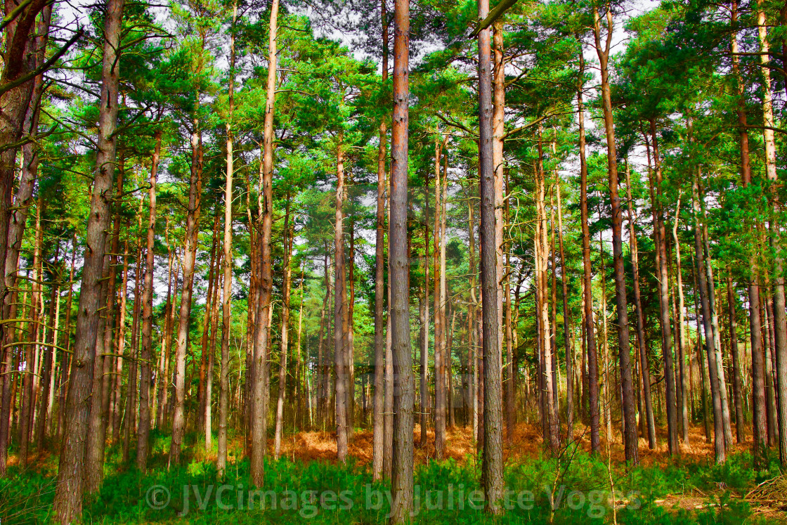 "Tall Slender Trees" stock image