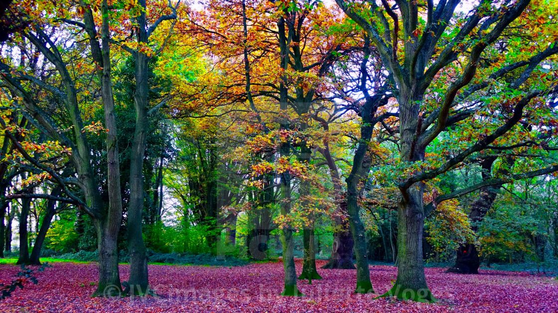 "Autumn Trees, Halliford Park, Surrey" stock image