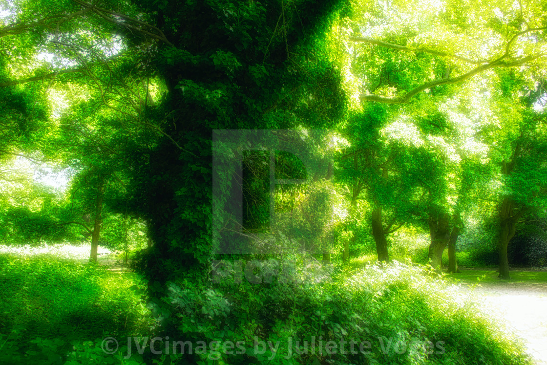 "Lush Greenery : Climbing Ivy" stock image