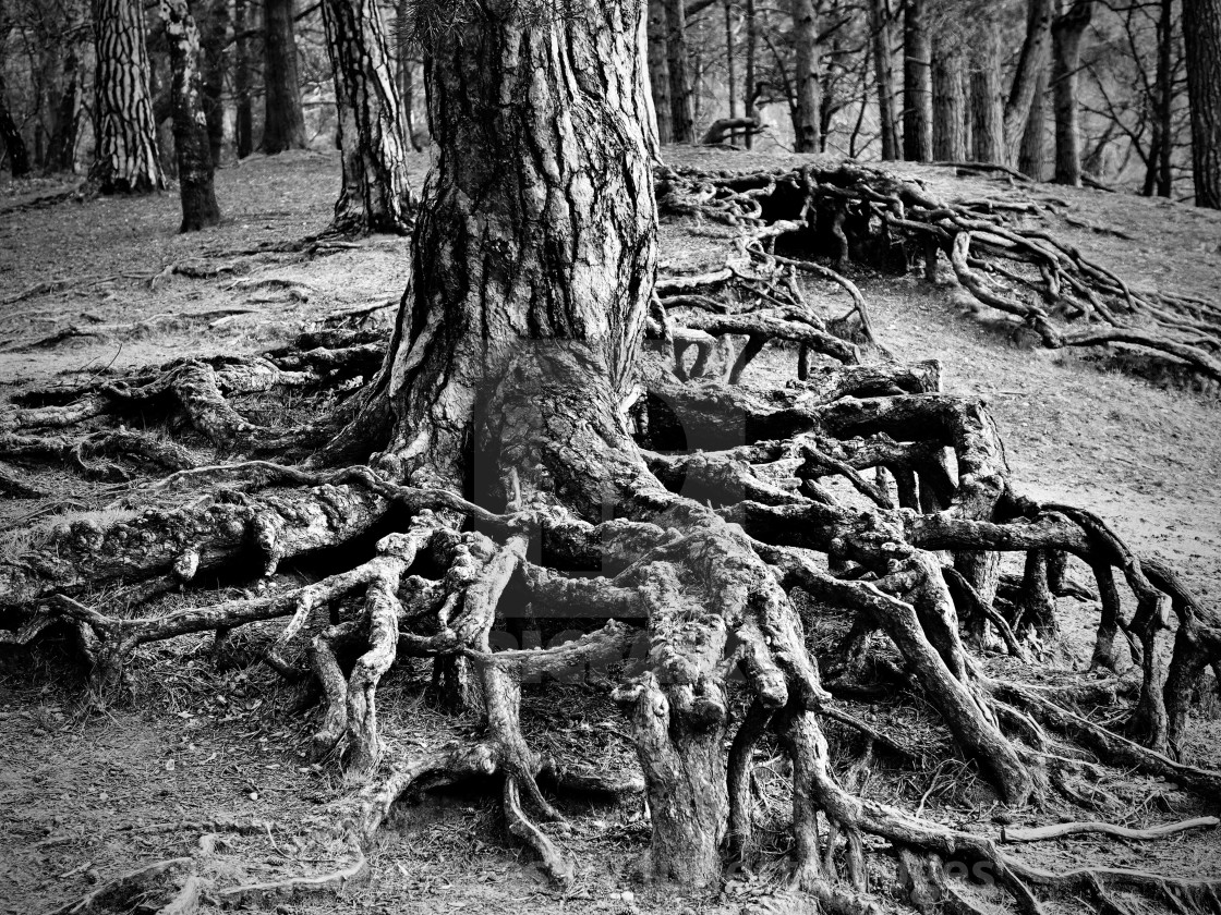 "Troots : Tree Roots" stock image