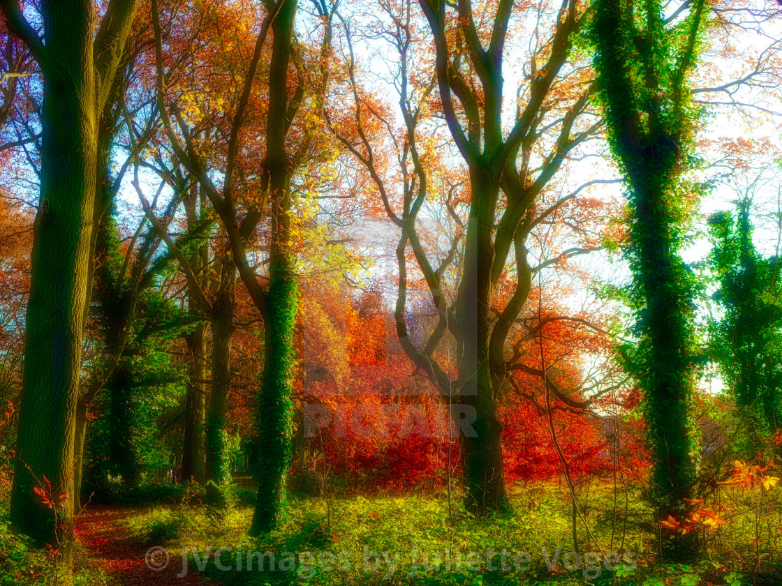 "Autumn Woodland - Halliford Park, Surrey, UK" stock image