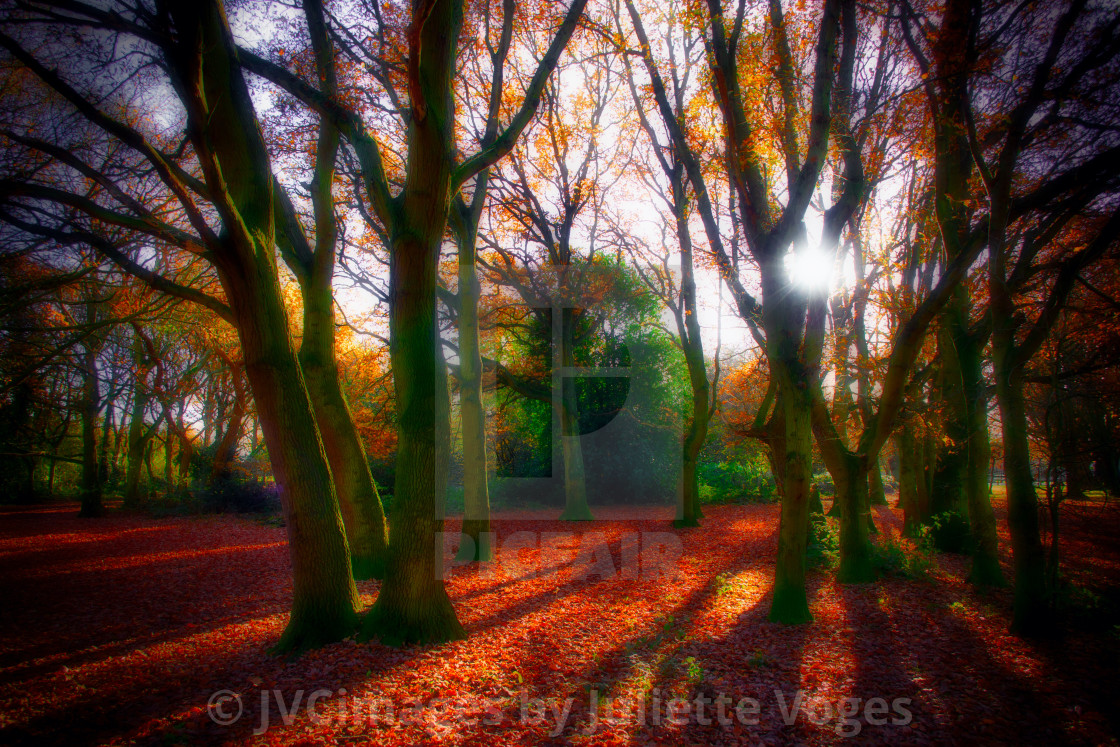 "Autumn Woodland - Halliford Park, Surrey, UK" by JVCimages by Juliette Voges - £10.00 "Autumn Woodland - Halliford Park, Surrey, UK" stock image