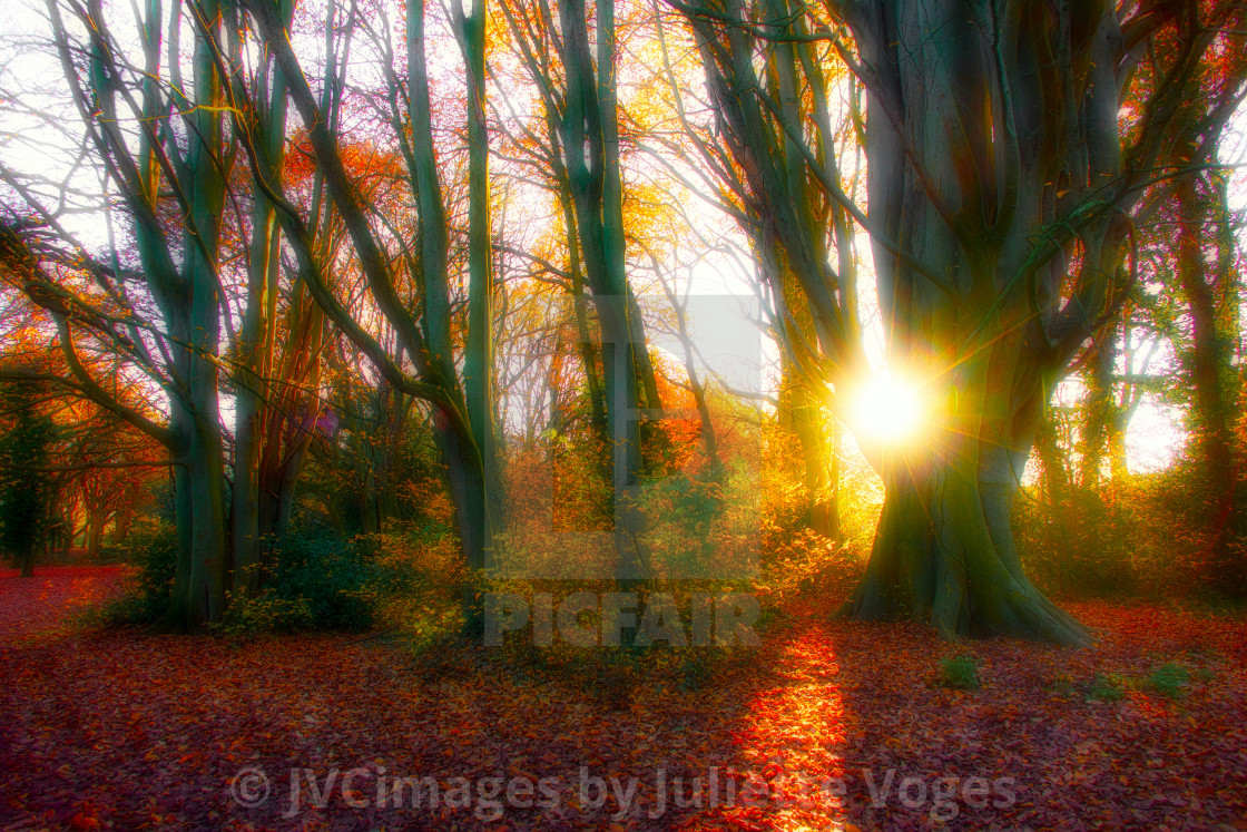"Autumn Sunlight Through Woodland" by JVCimages by Juliette Voges - £10.00 "Autumn Sunlight Through Woodland" stock image