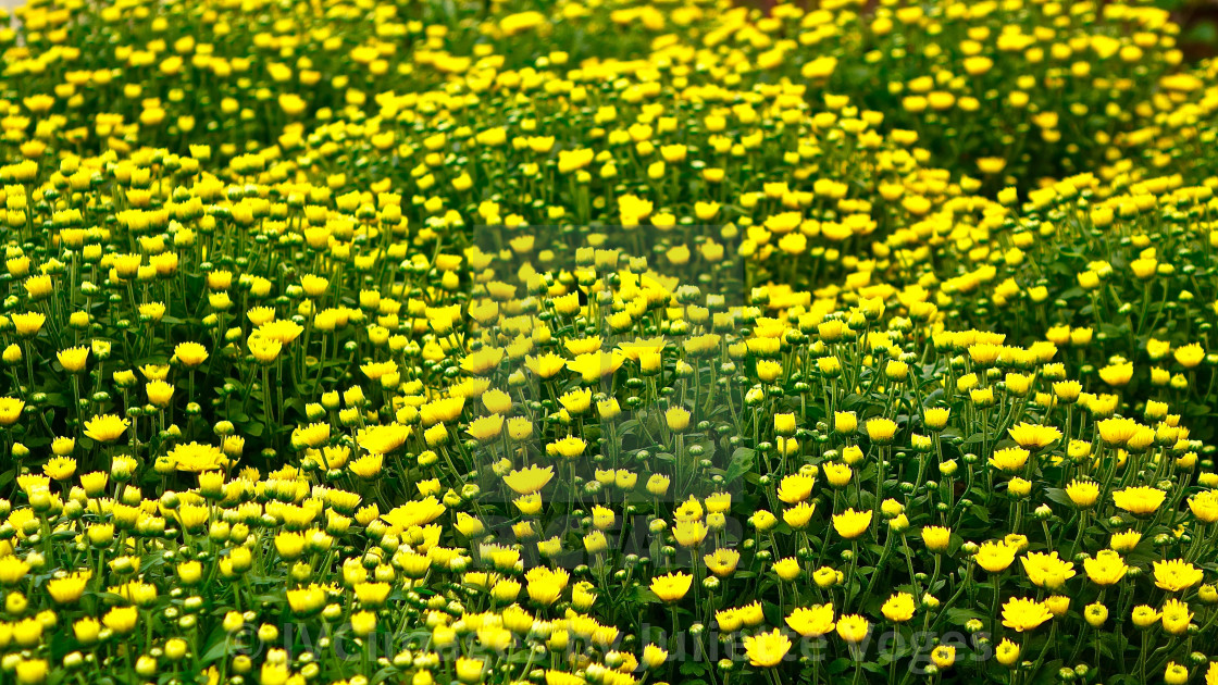 "Budding In Yellow" stock image