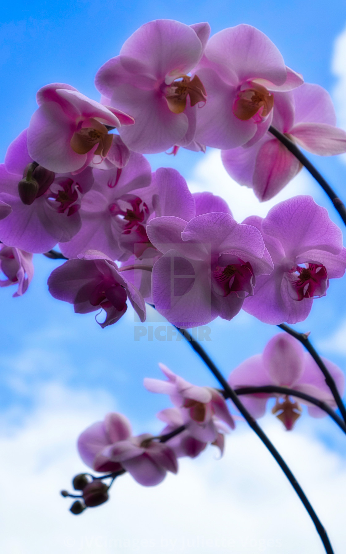 "Pink Orchids" stock image