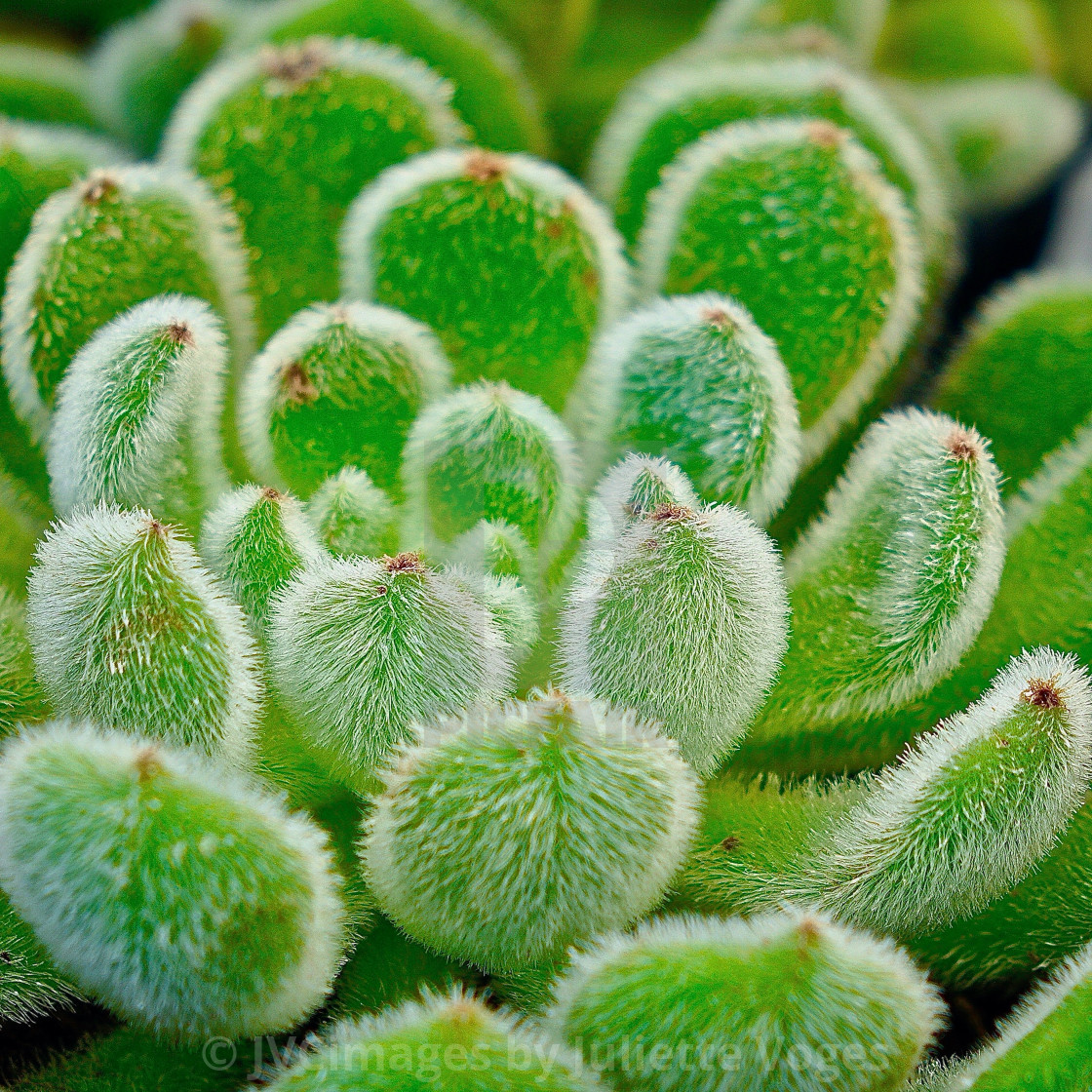 "Furry Succulent : Echeveria Setosa" stock image