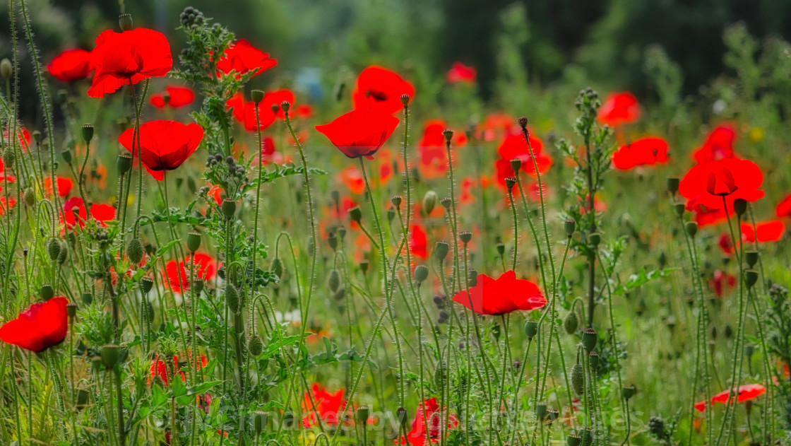 "Red Wild Poppies" stock image