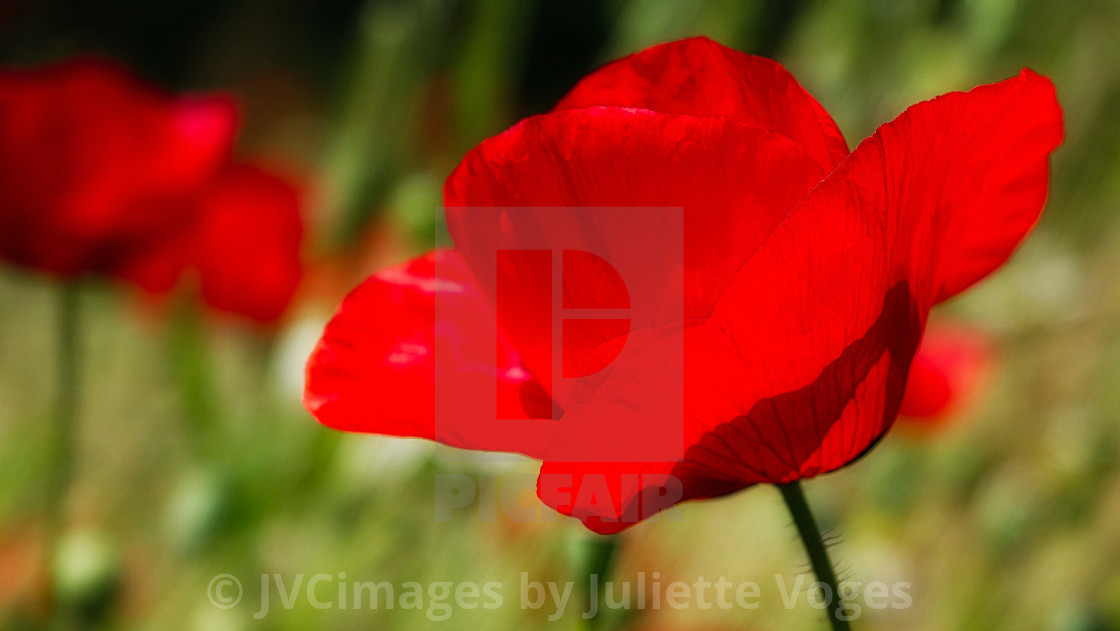 "Red Poppy Flower Head" by JVCimages by Juliette Voges - £10.00 "Red Poppy Flower Head" stock image
