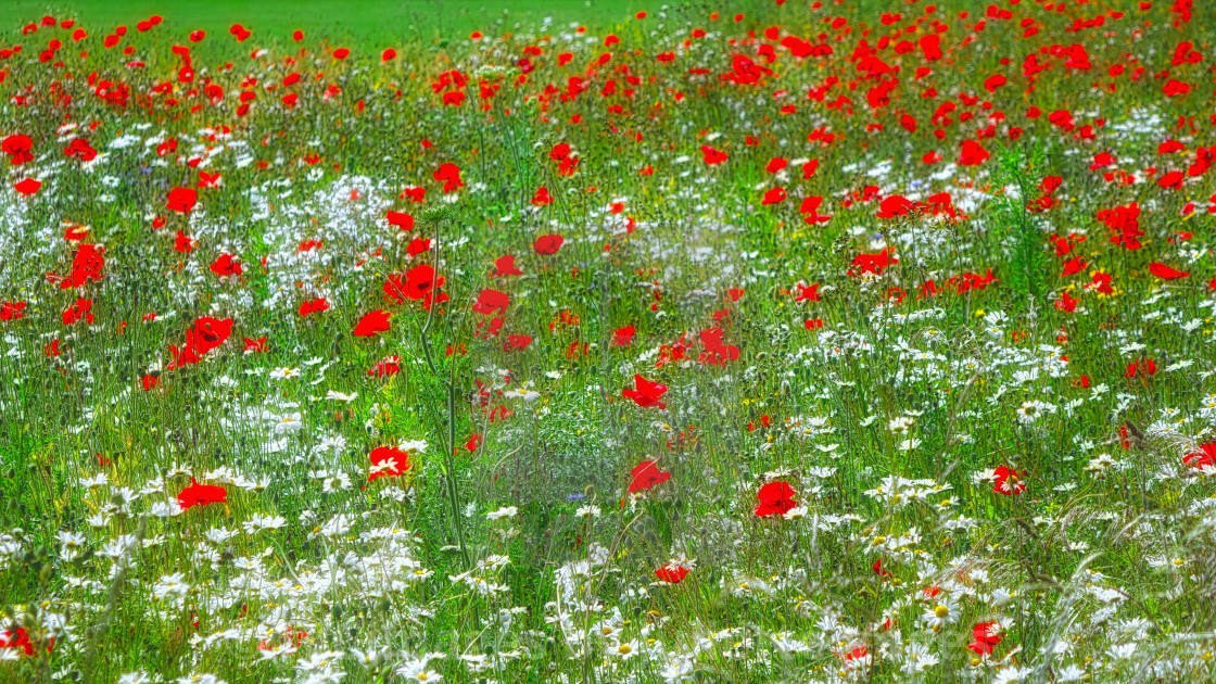 "Wild Flowers & Red Poppies" stock image