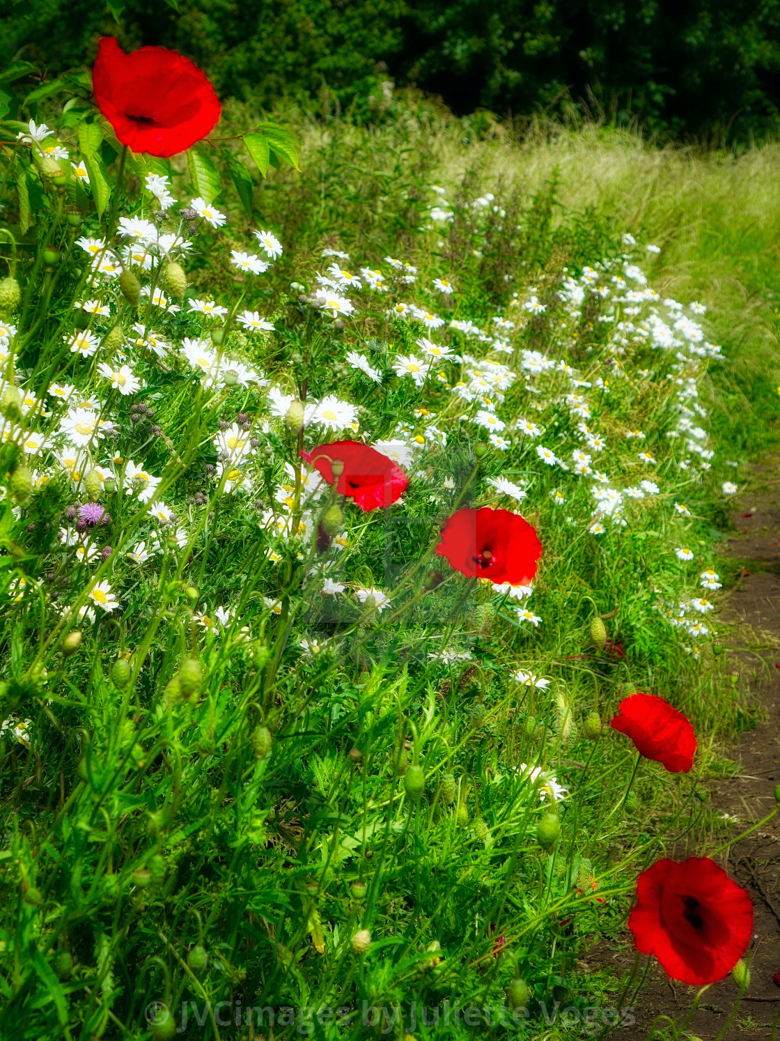 "Poppies & Wild Flowers" stock image