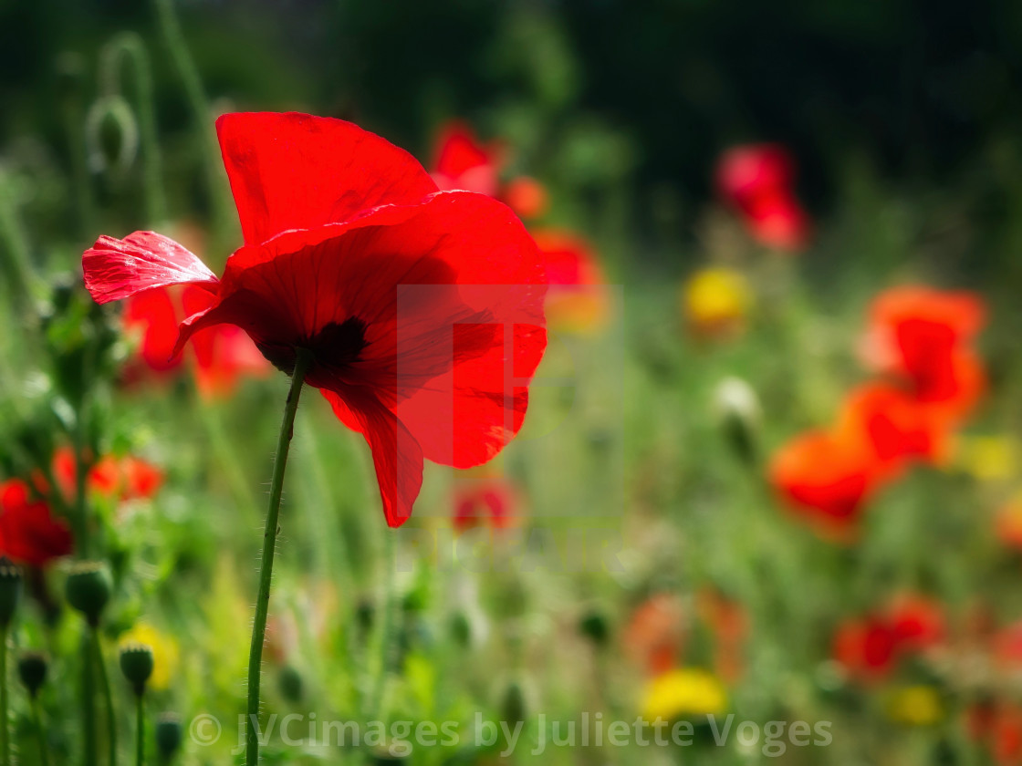 "Wild Poppy Flower" stock image