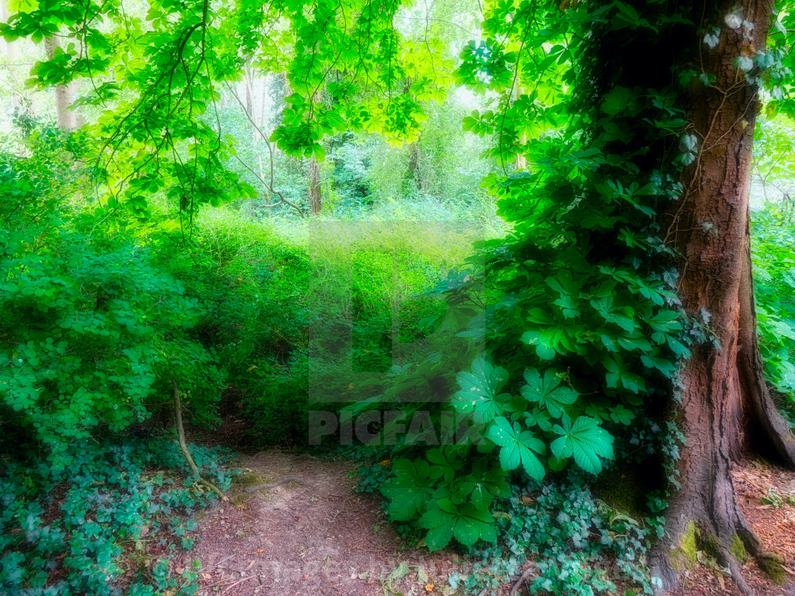 "Lush Greenery : Leafy Trunk" by JVCimages by Juliette Voges - £10.00 "Lush Greenery : Leafy Trunk" stock image