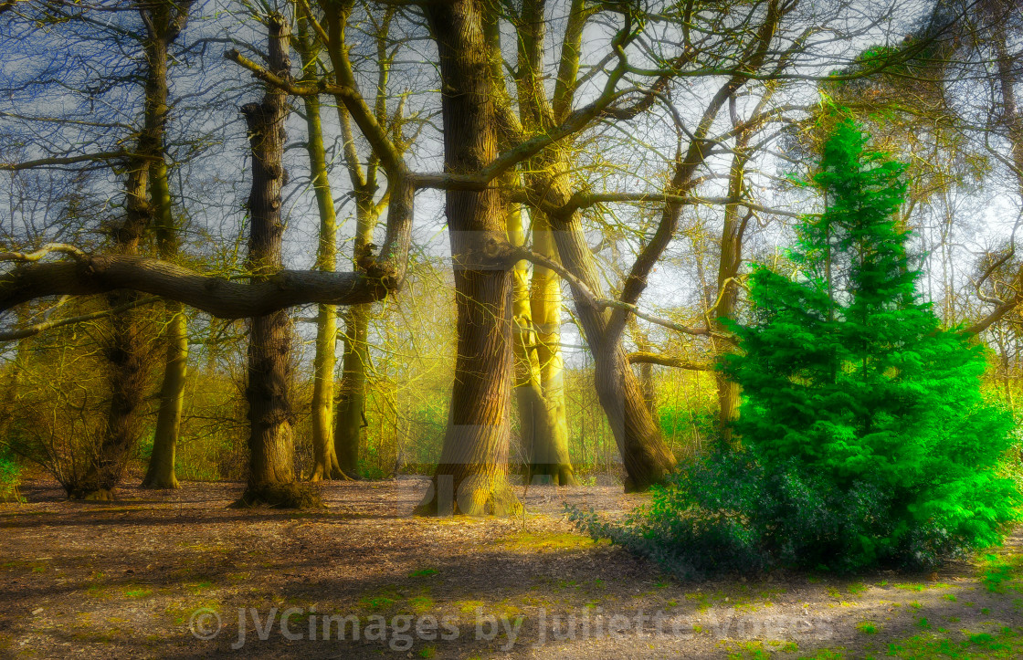 "One Of A Kind" by JVCimages by Juliette Voges - £10.00 "One Of A Kind" stock image