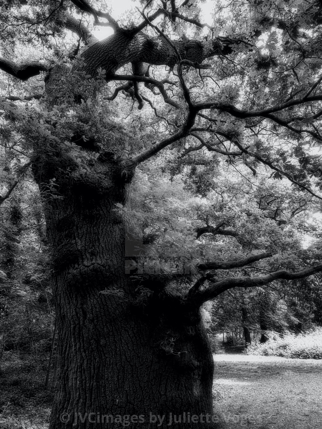 "Dramatic Tree" by JVCimages by Juliette Voges - £10.00 "Dramatic Tree" stock image