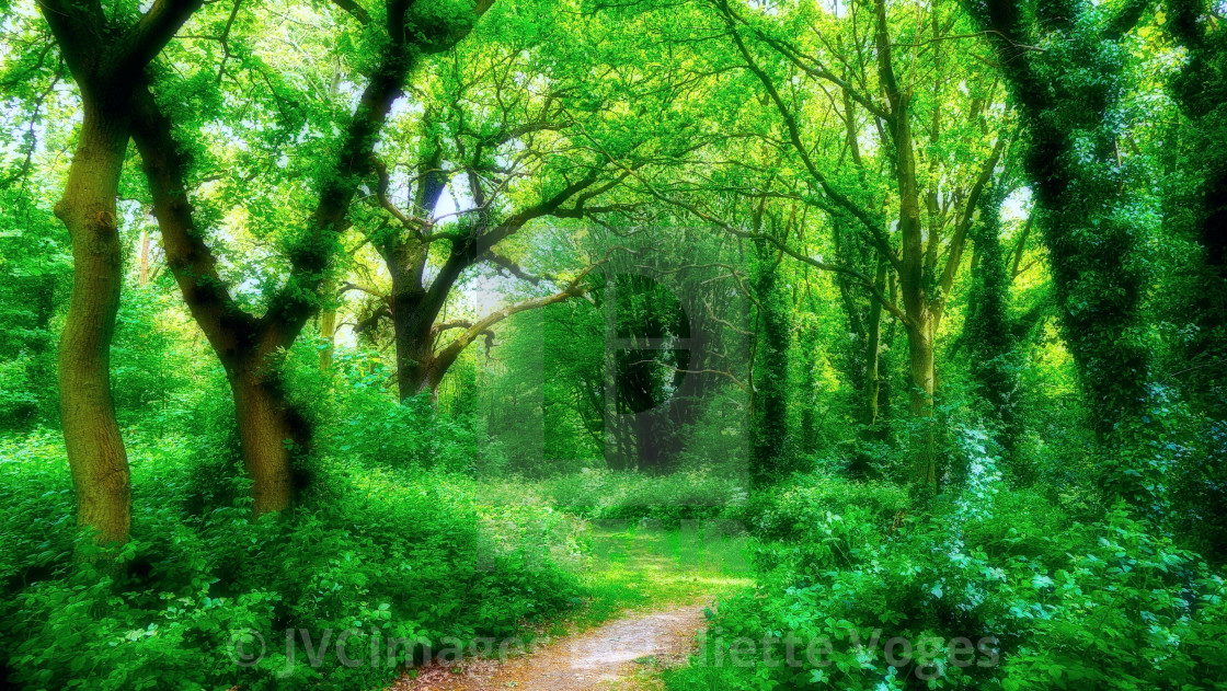 "Lush Green Canopy" stock image