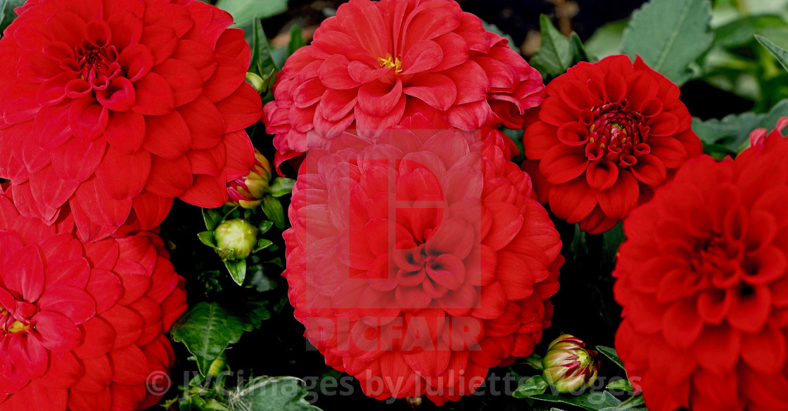 "Red Dahlias" by JVCimages by Juliette Voges - £10.00 "Red Dahlias" stock image