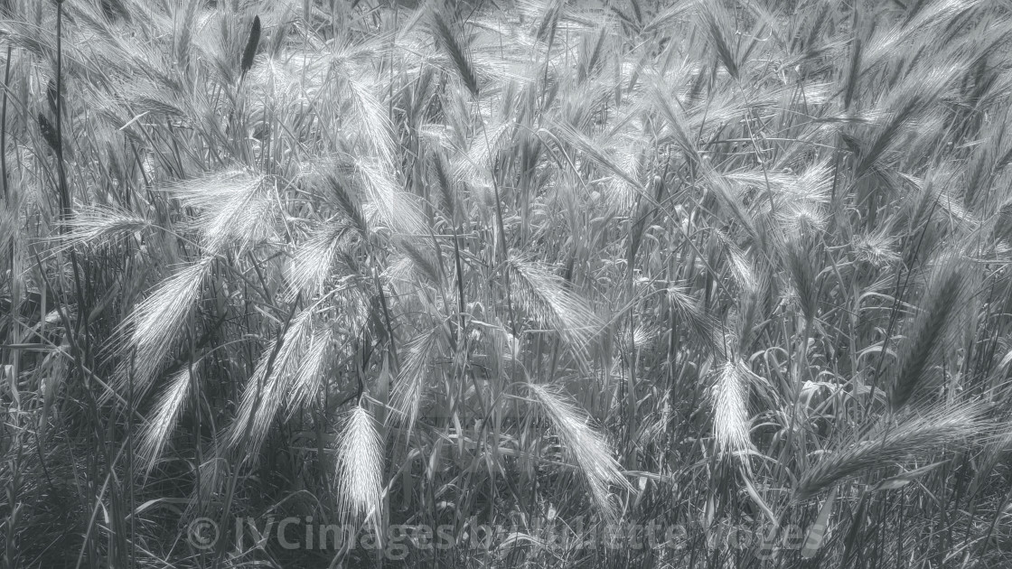 "Wild Barley Grass" stock image