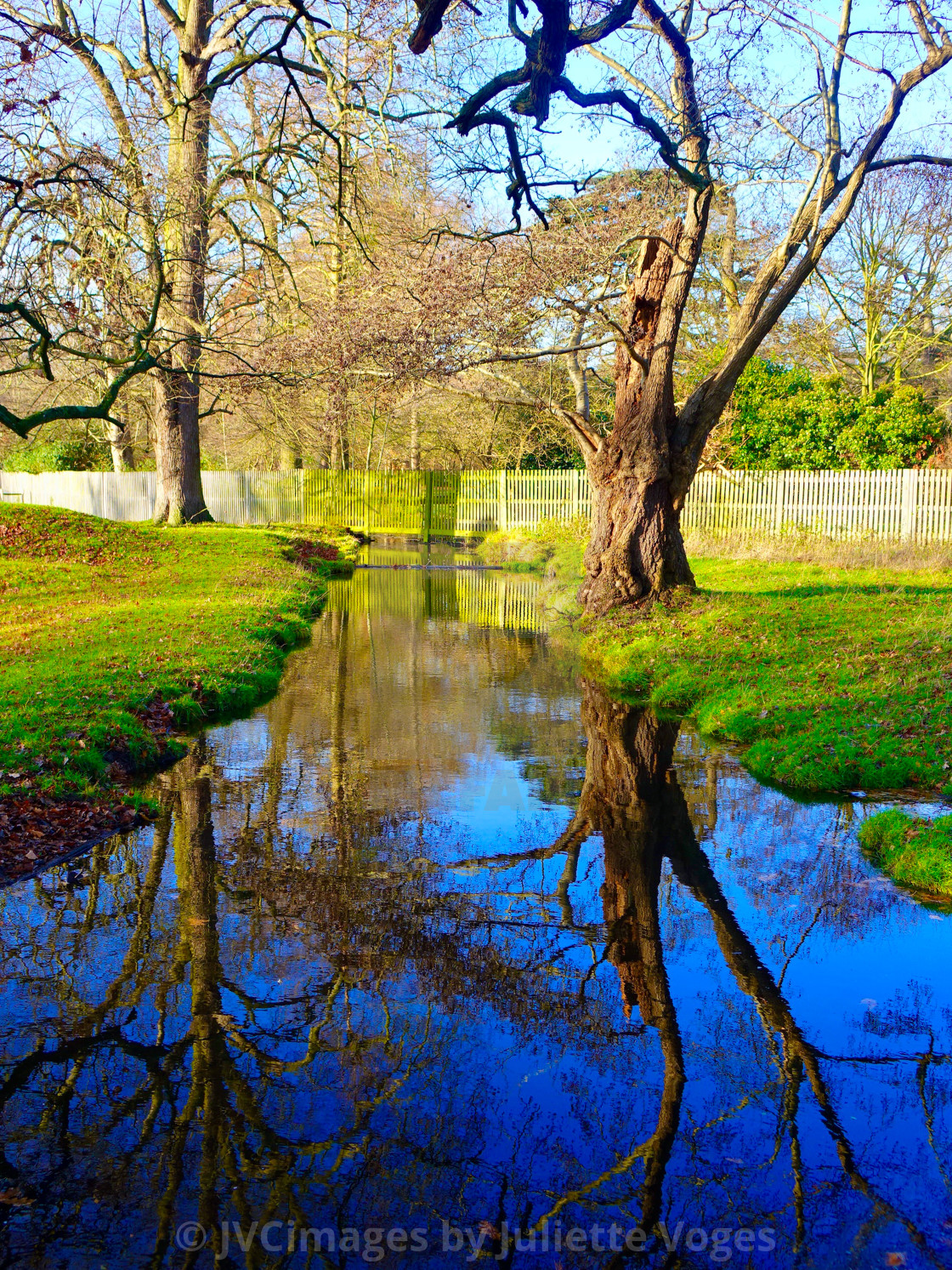 "Tree Reflection In Water" stock image