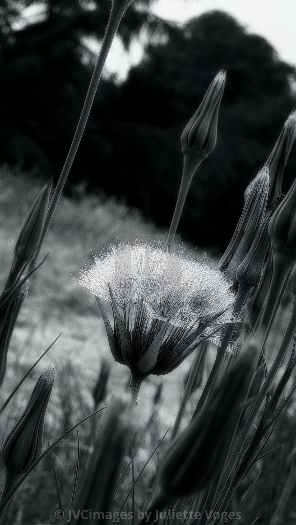 "Dandelion Clock" stock image