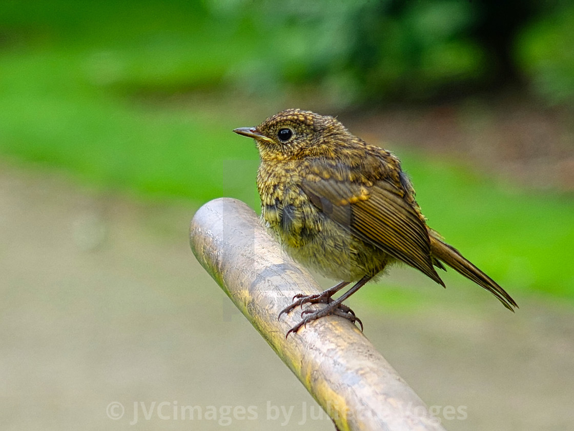 "Fledgling : Baby Robin" by JVCimages by Juliette Voges - £10.00 "Fledgling : Baby Robin" stock image