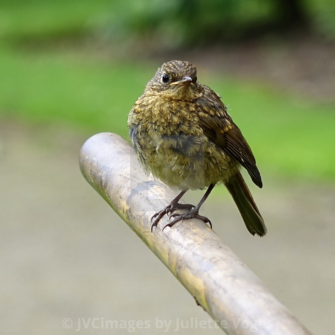 "Fledgling : Baby Robin" by JVCimages by Juliette Voges - £10.00 "Fledgling : Baby Robin" stock image