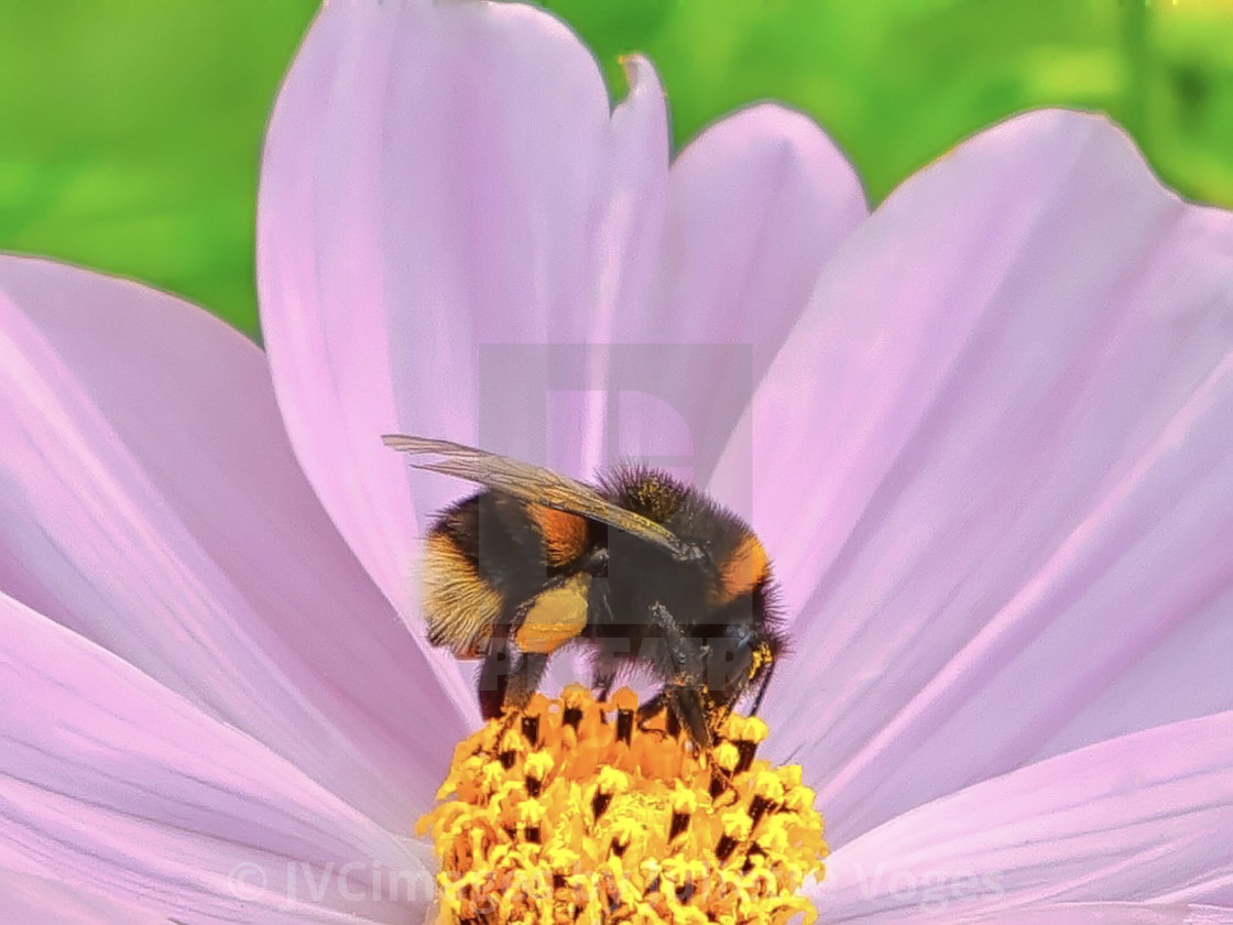 "Bumblebee On A Flower" stock image