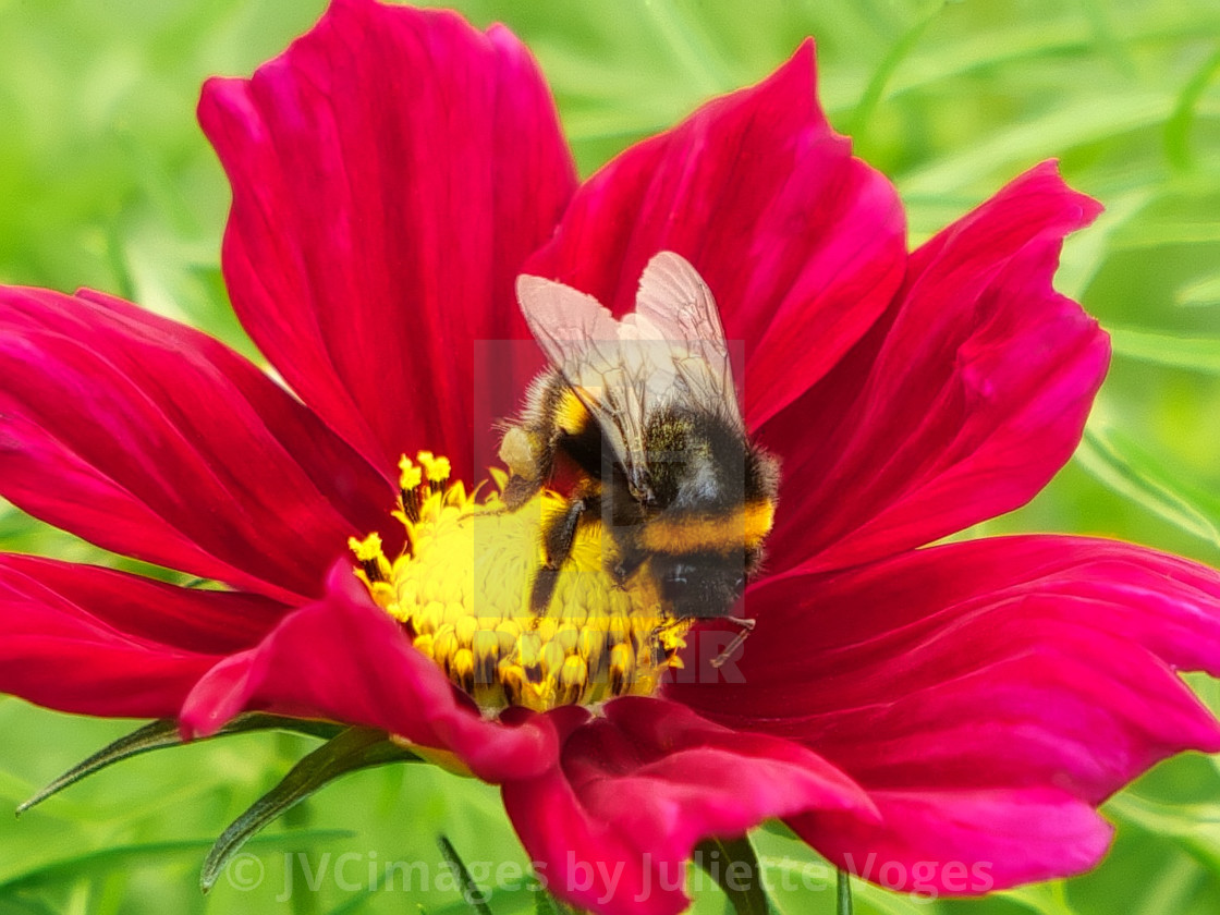 "Bumblebee On A Flower" by JVCimages by Juliette Voges - £10.00 "Bumblebee On A Flower" stock image