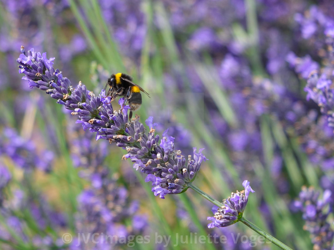 "Bumblebee On Rosemary" stock image