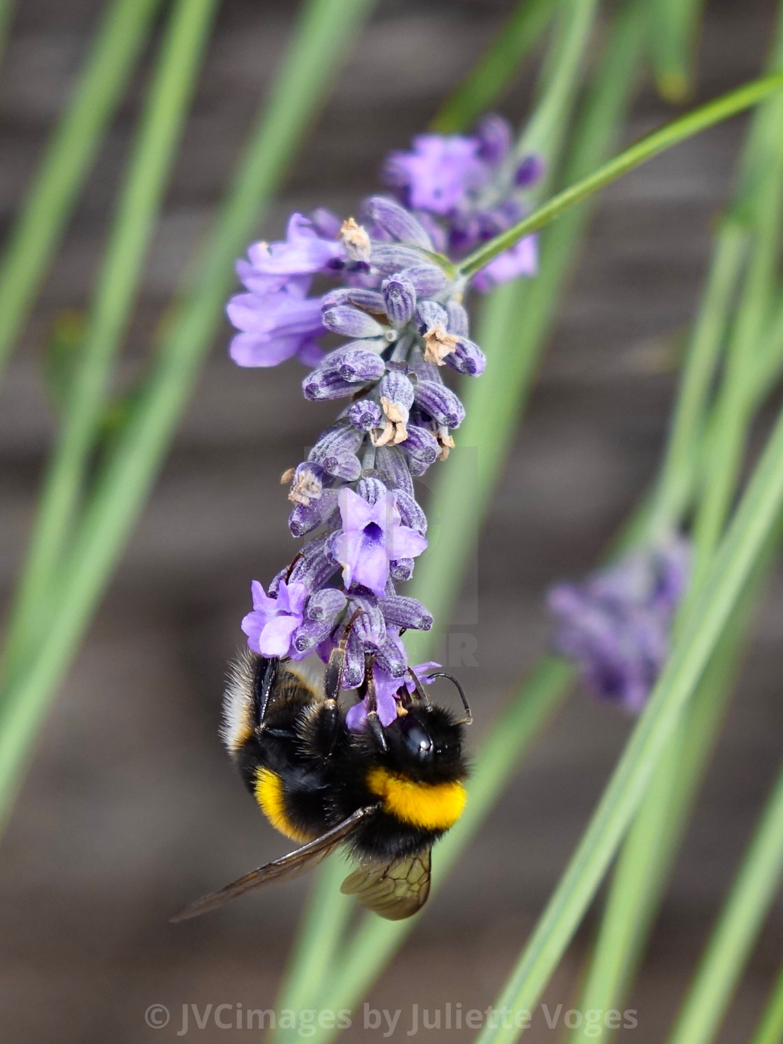 "Bumblebee on A Flower" stock image