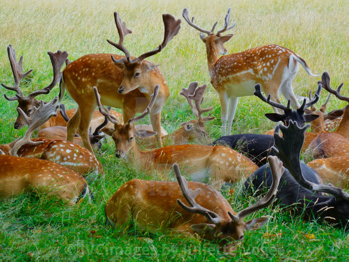 "Group Of Male Deer" by JVCimages by Juliette Voges - £10.00 "Group Of Male Deer" stock image