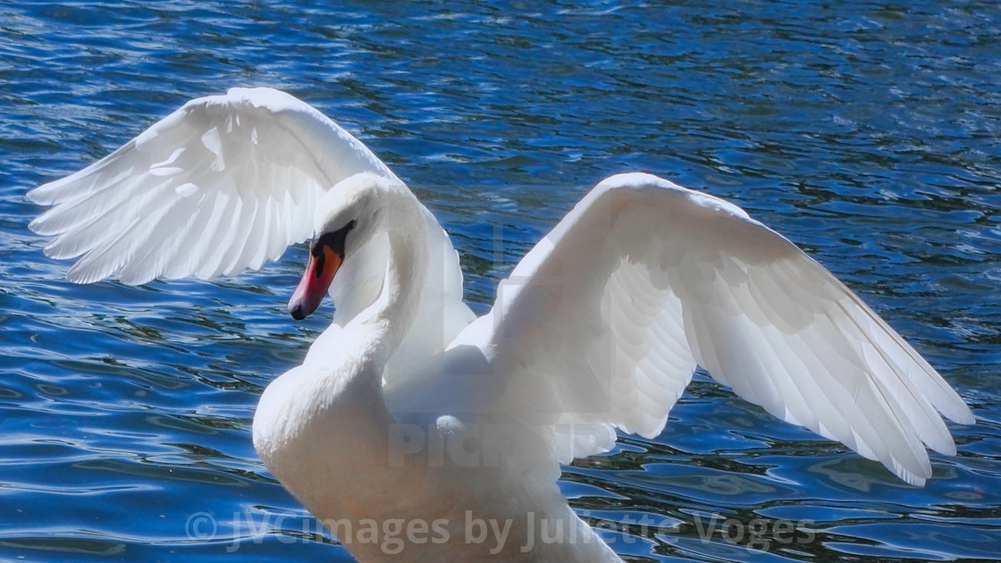 "Beautiful Swan" stock image