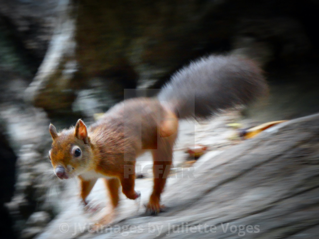 "Red Squirrel ......... Must Dash, Can't Stop" stock image