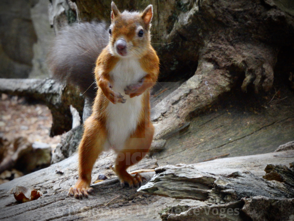 "Red Squirrel - Stand To Attention !" by JVCimages by Juliette Voges - £10.00 "Red Squirrel - Stand To Attention !" stock image